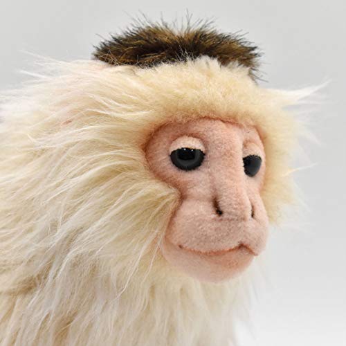 Hansa Capuchin Monkey